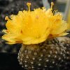 copiapoa_lauii_2